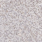 Anti-ZBED6 Antibody