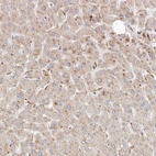 Anti-ARHGEF10L Antibody