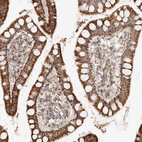 Immunohistochemical staining of human small intestine shows strong granular cytoplasmic positivity in glandular cells.