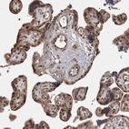 Immunohistochemical staining of human placenta shows strong nuclear and cytoplasmic positivity in trophoblastic cells.