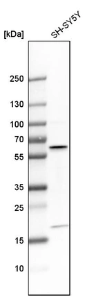 Western blot analysis in human cell line SH-SY5Y.