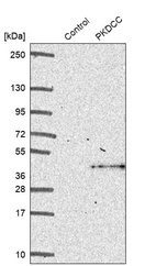 Western blot analysis in control (vector only transfected HEK293T lysate) and PKDCC over-expression lysate (Co-expressed with a C-terminal myc-DDK tag (~3.1 kDa) in mammalian HEK293T cells, LY408639).