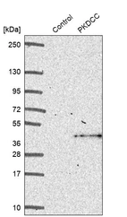 Western blot analysis in control (vector only transfected HEK293T lysate) and PKDCC over-expression lysate (Co-expressed with a C-terminal myc-DDK tag (~3.1 kDa) in mammalian HEK293T cells, LY408639).