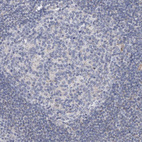 Immunohistochemical staining of human lymph node shows very weak cytoplasmic positivity in lymphoid cells.