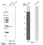 Western blot analysis in human cell lines Caco-2 and U-251MG using Anti-AGMAT antibody. Corresponding AGMAT RNA-seq data are presented for the same cell lines. Loading control: Anti-GAPDH.