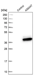 Western blot analysis in control (vector only transfected HEK293T lysate) and AGMAT over-expression lysate (Co-expressed with a C-terminal myc-DDK tag (~3.1 kDa) in mammalian HEK293T cells, LY411072).