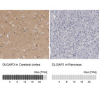 Anti-DLGAP3 Antibody