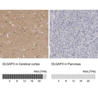 Anti-DLGAP3 Antibody