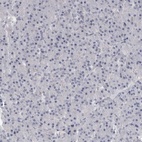 Anti-DLGAP3 Antibody