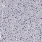 Immunohistochemical staining of human pancreas shows low expression as expected.