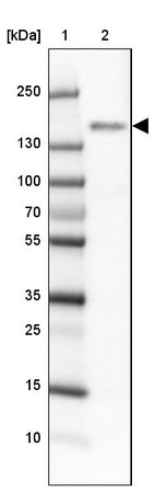 Lane 1: Marker [kDa] 250, 130, 100, 70, 55, 35, 25, 15, 10_br/_Lane 2: Human cell line HEL
