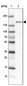 Anti-BMP2K Antibody