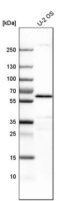 Western blot analysis in human cell line U-2 OS.