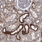 Immunohistochemical staining of human kidney shows high expression.