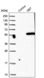 Western blot analysis in control (vector only transfected HEK293T lysate) and DBT over-expression lysate (Co-expressed with a C-terminal myc-DDK tag (~3.1 kDa) in mammalian HEK293T cells, LY419653).