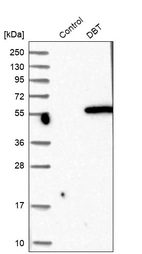 Western blot analysis in control (vector only transfected HEK293T lysate) and DBT over-expression lysate (Co-expressed with a C-terminal myc-DDK tag (~3.1 kDa) in mammalian HEK293T cells, LY419653).