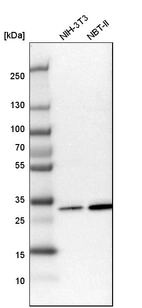 Western blot analysis in mouse cell line NIH-3T3 and rat cell line NBT-II.