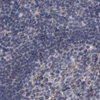 Immunohistochemical staining of human lymph node using Anti-DBT antibody HPA026485.