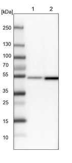 Lane 1: NIH-3T3 cell lysate (Mouse embryonic fibroblast cells)_br/_Lane 2: NBT-II cell lysate (Rat Wistar bladder tumour cells)