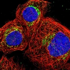 Immunofluorescent staining of human cell line A-431 shows localization to mitochondria.