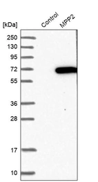 Western blot analysis in control (vector only transfected HEK293T lysate) and MPP2 over-expression lysate (Co-expressed with a C-terminal myc-DDK tag (~3.1 kDa) in mammalian HEK293T cells, LY417352).
