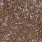Immunohistochemical staining of human pancreas shows strong cytoplasmic positivity in exocrine glandular cells.