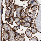 Anti-CD59 Antibody