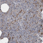 Immunohistochemical staining of human pancreas shows strong membranous positivity in ductal cells.