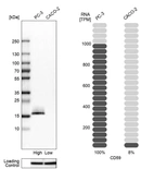 Western blot analysis in human cell lines PC-3 and Caco-2 using Anti-CD59 antibody. Corresponding CD59 RNA-seq data are presented for the same cell lines. Loading control: Anti-HSP90B1.