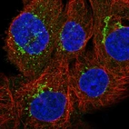 Immunofluorescent staining of human cell line A-431 shows localization to the Golgi apparatus & vesicles.