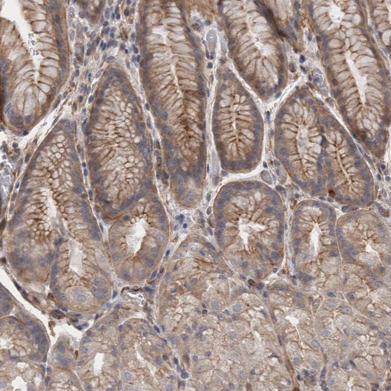 Anti-RMDN1 Antibody