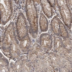 Anti-RMDN1 Antibody