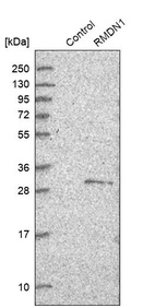 Western blot analysis in control (vector only transfected HEK293T lysate) and RMDN1 over-expression lysate (Co-expressed with a C-terminal myc-DDK tag (~3.1 kDa) in mammalian HEK293T cells, LY402489).