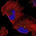 Immunofluorescent staining of human cell line U-251 MG shows localization to centrosome.