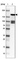 Anti-BMP2K Antibody