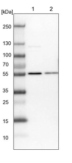 Lane 1: NIH-3T3 cell lysate (Mouse embryonic fibroblast cells)_br/_Lane 2: NBT-II cell lysate (Rat Wistar bladder tumour cells)