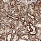 Immunohistochemical staining of human kidney shows strong cytoplasmic positivity in cells in tubules.