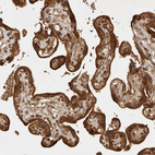 Immunohistochemical staining of human placenta shows strong cytoplasmic positivity in trophoblastic cells.