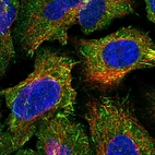Immunofluorescent staining of human cell line U-2 OS shows localization to cytosol & microtubule ends.