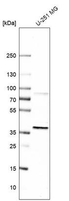 Western blot analysis in human cell line U-251 MG.