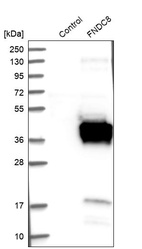 Western blot analysis in control (vector only transfected HEK293T lysate) and FNDC8 over-expression lysate (Co-expressed with a C-terminal myc-DDK tag (~3.1 kDa) in mammalian HEK293T cells, LY413703).