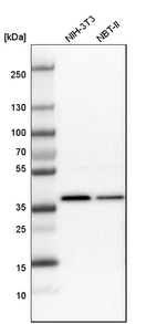 Western blot analysis in mouse cell line NIH-3T3 and rat cell line NBT-II.