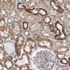 Immunohistochemical staining of human kidney shows moderate cytoplasmic positivity in cells in tubules.