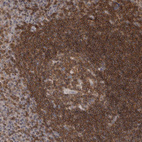 Immunohistochemical staining of human tonsil shows moderate cytoplasmic-membranous positivity in non-germinal center cells and germinal center cells.