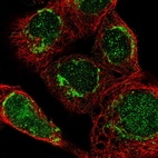 Immunofluorescent staining of human cell line A-431 shows localization to nucleoplasm & mitochondria.