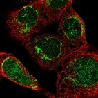 Immunofluorescent staining of human cell line A-431 shows localization to nucleoplasm & mitochondria.