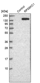 Anti-RPS6KC1 Antibody