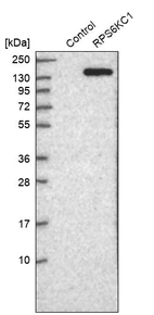 Western blot analysis in control (vector only transfected HEK293T lysate) and RPS6KC1 over-expression lysate (Co-expressed with a C-terminal myc-DDK tag (~3.1 kDa) in mammalian HEK293T cells, LY402211).