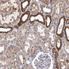 Immunohistochemical staining of human kidney shows high expression.