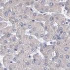 Immunohistochemical staining of human liver using Anti-DBT antibody HPA026533.